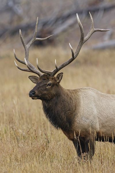Jones, Adam 아티스트의 Bull elk or wapiti in meadow-Yellowstone National Park-Wyoming작품입니다.